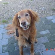 Blanding af racer R.I.P Lady