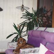 Blanding af racer R.I.P Lady