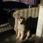 Alaskan malamute Moon Song´s caerry red bounty (Qato)