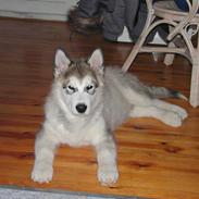 Alaskan malamute Moon Song´s caerry red bounty (Qato)