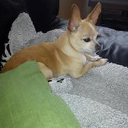 Chihuahua Jorjetta Romerio