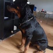 Rottweiler Hartmann´s Arnold