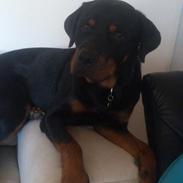 Rottweiler Hartmann´s Arnold