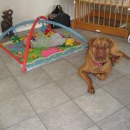 Dogue de bordeaux Harley