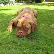 Dogue de bordeaux Harley