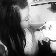 Fransk bulldog Dina