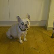 Fransk bulldog Dina