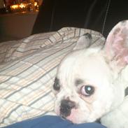 Fransk bulldog Dina