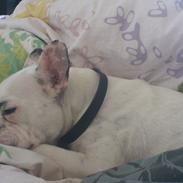 Fransk bulldog Dina
