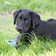 Labrador retriever Baunse