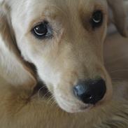 Golden retriever *LIVA*