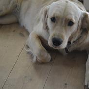 Golden retriever *LIVA*
