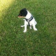 Dansk svensk gaardhund Lui