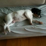 Dansk svensk gaardhund Lui