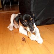 Dansk svensk gaardhund Lui