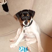 Dansk svensk gaardhund Lui