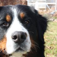 Berner sennenhund Mira