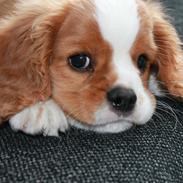 Cavalier king charles spaniel Anton