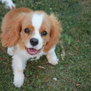 Cavalier king charles spaniel Anton