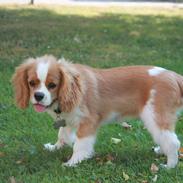 Cavalier king charles spaniel Anton