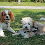 Cavalier king charles spaniel Anton