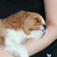 Cavalier king charles spaniel Anton