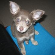 Chihuahua Juvels N°5 Aka. Jessie