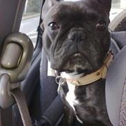 Fransk bulldog Bella