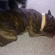 Fransk bulldog Bella