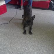 Fransk bulldog Bella