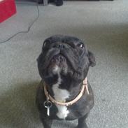 Fransk bulldog Bella