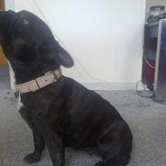 Fransk bulldog Bella