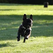 Fransk bulldog Wiufgaard´s Cléo