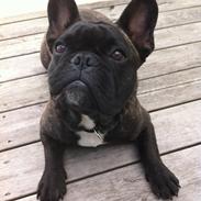 Fransk bulldog Wiufgaard´s Cléo