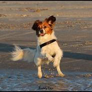 Blanding af racer Buddy Love