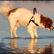 Blanding af racer Buddy Love