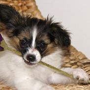 Papillon Gizmo <3