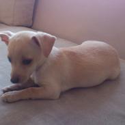 Prazsky krysarik El Futte Von Hank Hansen