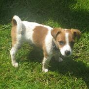 Jack russell terrier Anton