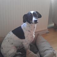 Blanding af racer Sille