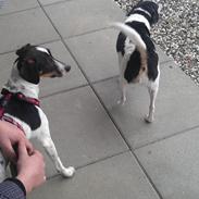 Blanding af racer Sille