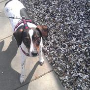 Blanding af racer Sille