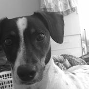 Blanding af racer Sille