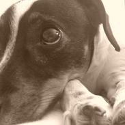 Blanding af racer Sille