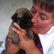 Mastiff Kadija Create Kessler