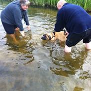 Mastiff Kadija Create Kessler