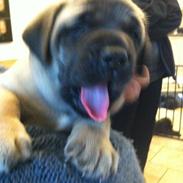 Mastiff Kadija Create Kessler