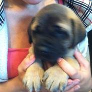 Mastiff Kadija Create Kessler