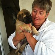 Mastiff Kadija Create Kessler