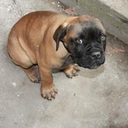 Bullmastiff Leo